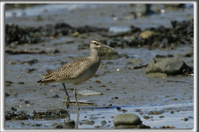 COURLIS CORLIEU    /    WHIMBREL     _HP_9785