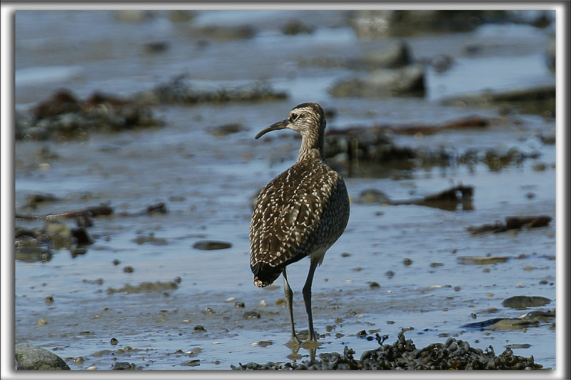 COURLIS CORLIEU    /    WHIMBREL     _HP_9797 