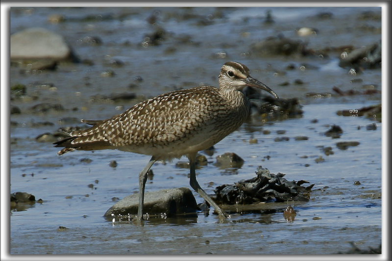 COURLIS CORLIEU    /    WHIMBREL     _HP_9791