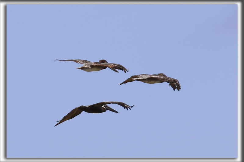 PLICAN BRUN  /  BROWN PELICAN    _MG_6832