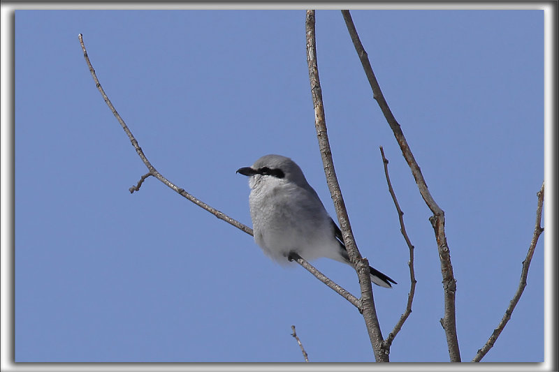 PIE-GRICHE GRISE  /  NORTHERN SHRIKE   _MG_9304