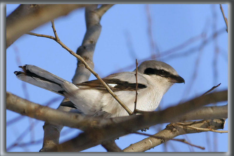 PIE-GRICHE MIGRATRICE   /   LOGGERHEAD SHRIKE   _MG_0282