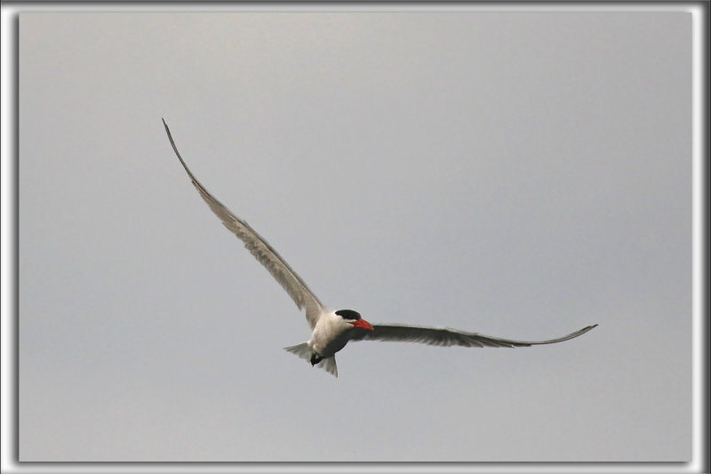 STERNE CASPIENNE   /   CASPIAN TERN    _HP_4448