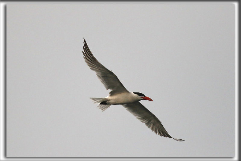 STERNE CASPIENNE   /   CASPIAN TERN   _HP_4450