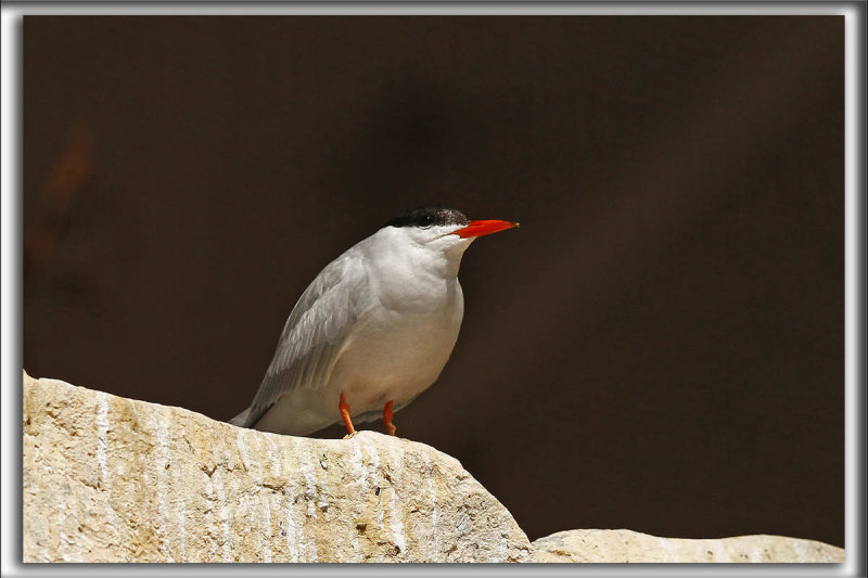 STERNE CASPIENNE   /   CASPIAN TERN   _MG_7132