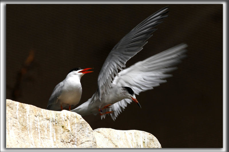 STERNE CASPIENNE   /   CASPIAN TERN   _MG_7195