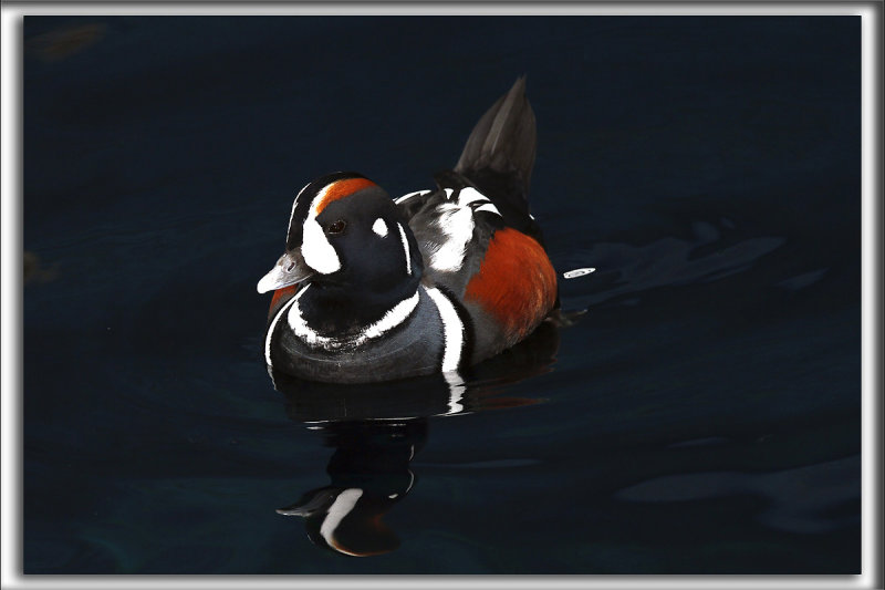 ARLEQUIN PLONGEUR   /    HARLEQUIN DUCK   _MG_7525