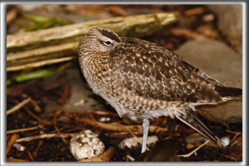 COURLIS CORLIEU    /    WHIMBREL    _MG_7091