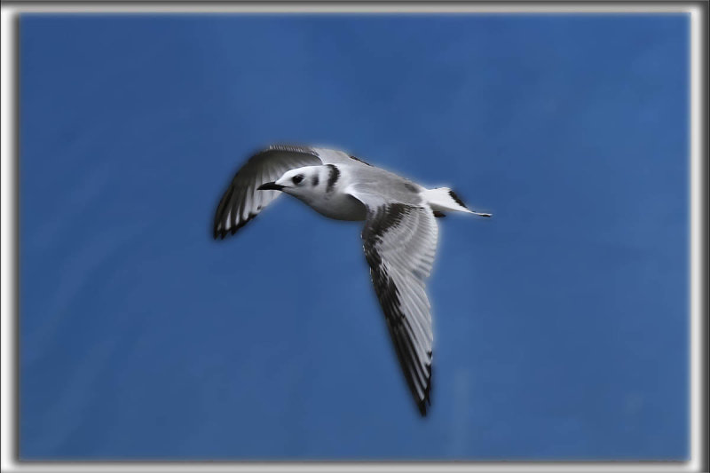 MOUETTE TRIDACTYLE, premier hiver   /   BLACK-LEGGED KITIWAKE, first winter    _MG_7233