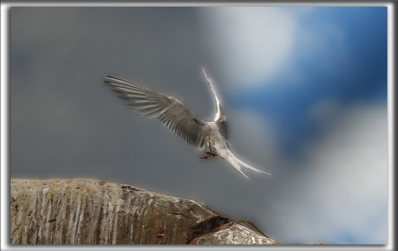 STERNE CASPIENNE   /   CASPIAN TERN   _MG_7127