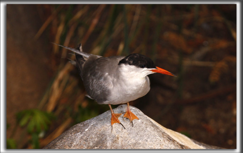 STERNE CASPIENNE   /   CASPIAN TERN    _MG_7371