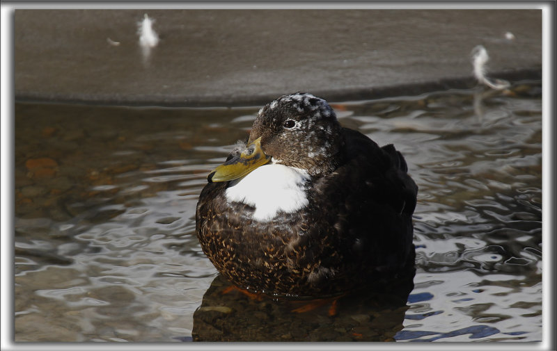 _CANARD DE DUCLAIR   /   DUCLAIR DUCK   -   Dans un groupe de Colvert, possiblement Hybride /   with Malard , Hybrid   HP_2893