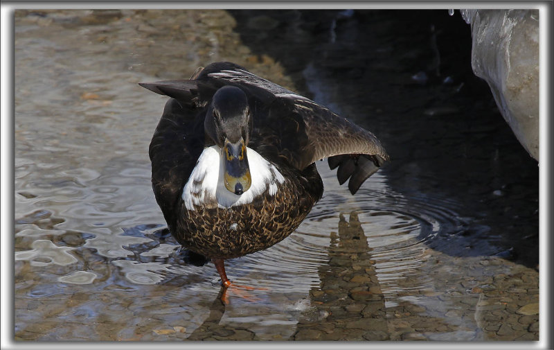 CANARD DE DUCLAIR   /   DUCLAIR DUCK   -   Dans un groupe de Colvert, possiblement Hybride /   with Malard , Hybrid   _HP_3060