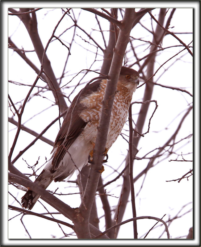 PERVIER BRUN   /   SHARP-SHINNED HAWK    _MG_3901
