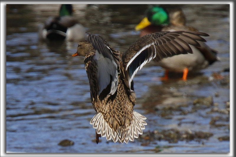 Canard Colvert  femelle   -   Mallard female     _HP_3020