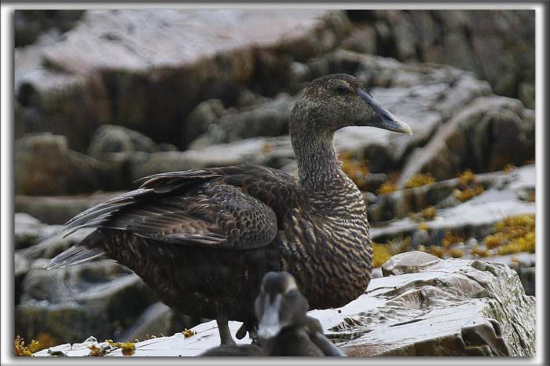EIDER  DUVET  /  COMMON EIDER,  femelle   _HP_9413