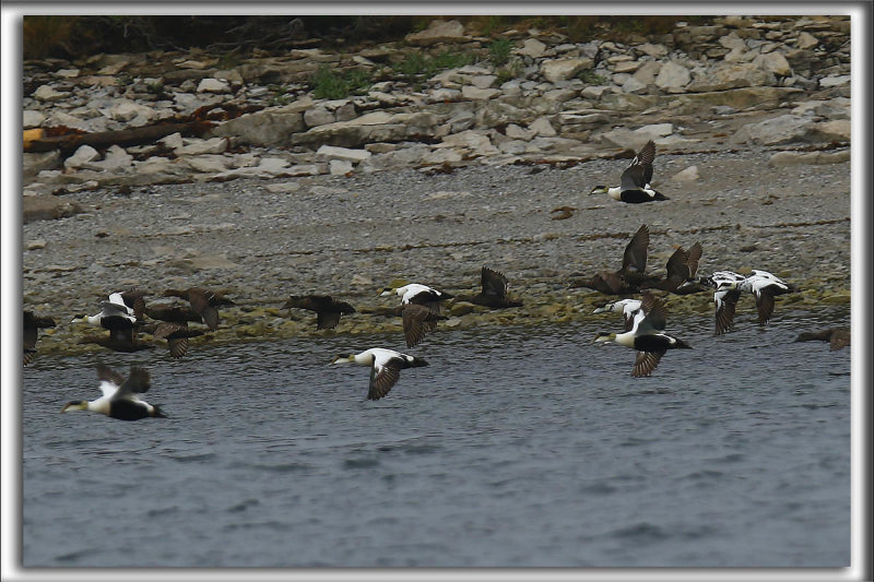 EIDER  DUVET  /  COMMON EIDER, male et femelle   _HP_7615