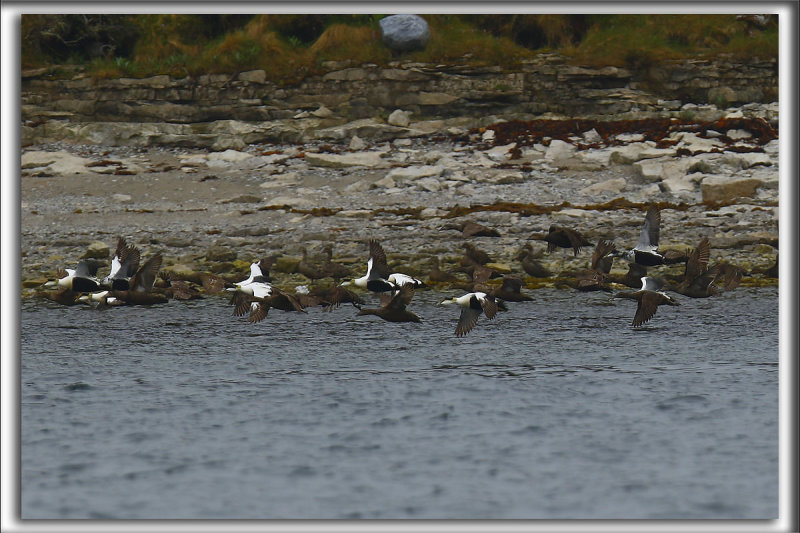EIDER  DUVET  /  COMMON EIDER, male et femelle   _HP_7608