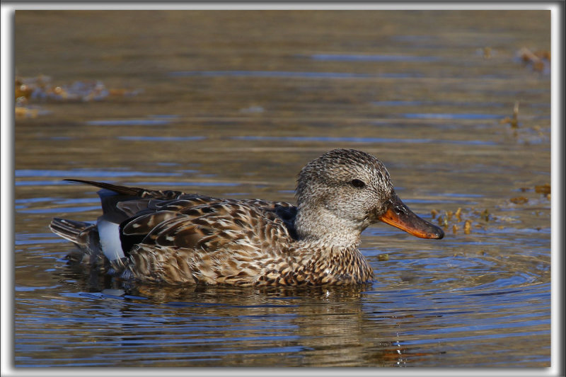 CANARD CHIPEAU, femelle    /   GADWALL,female    _HP_4121