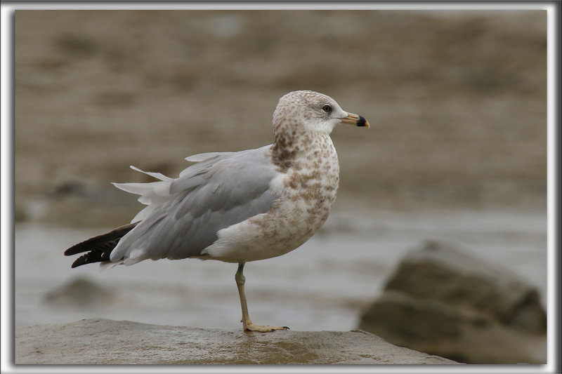 GOLAND  BEC CERCL  /  RING-BILLED GULL    _HP_0756