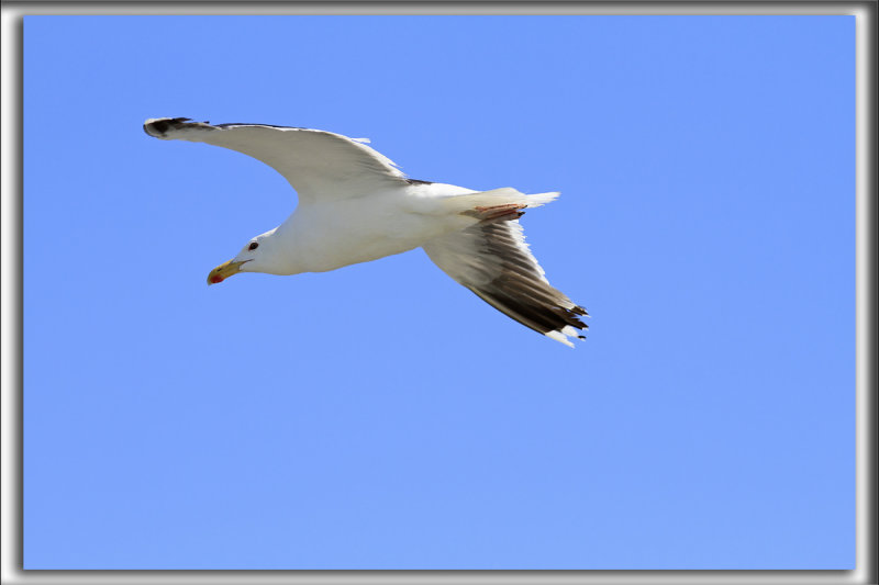 GOLAND MARIN  /  GREAT BLACK-BACKED GULL    _MG_6533 