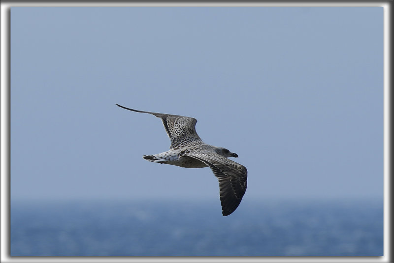 GOLAND MARIN, juvnil   /  GREAT BLACK-BACKED GULL, immature     _HP_9528