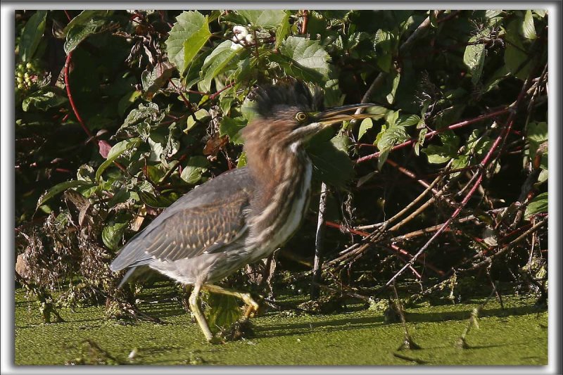 _HERON VERT  /  GREEN HERON    HP_6996