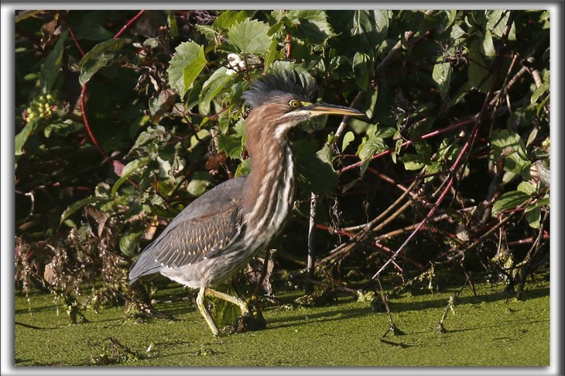 HERON VERT  /  GREEN HERON    _HP_7035