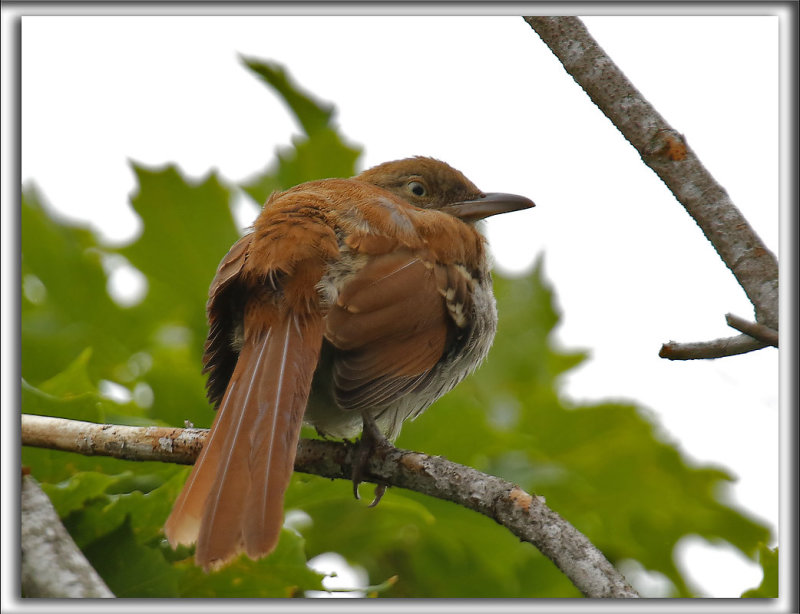 MOQUEUR ROUX   /   BROWN THRASHER    _HP_7594