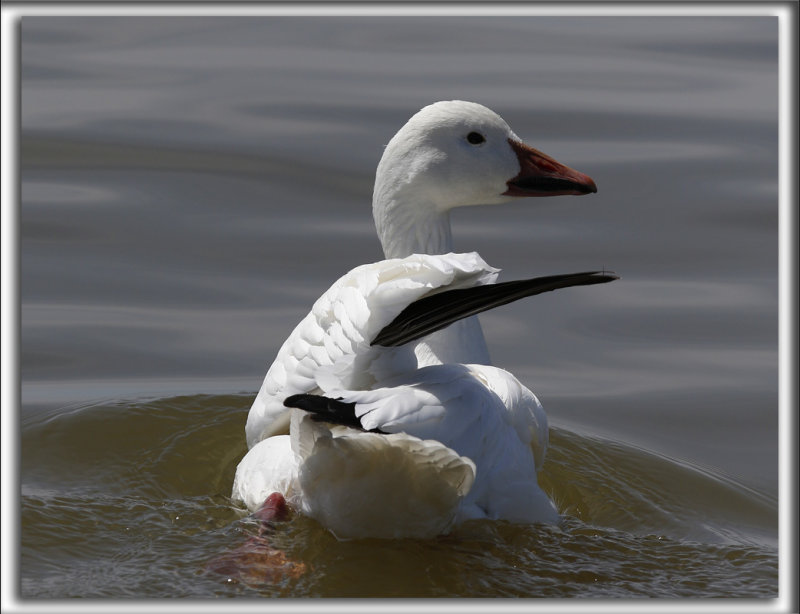 OIE DES NEIGES  /   SNOW GOOSE    _HP_7807