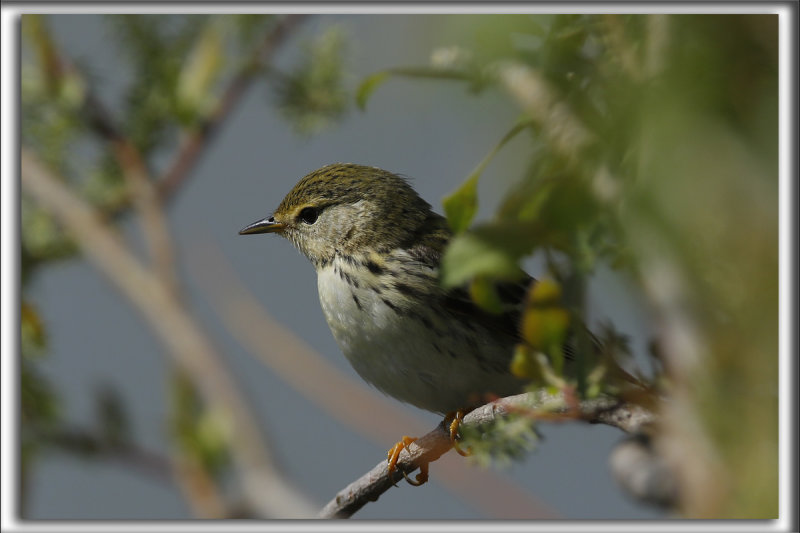  PARULINE RAYE, femelle    /   BLACKPOLL WARBLER, female    _HP_5653