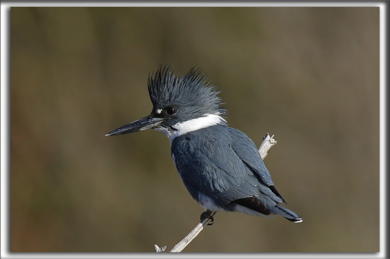 MARTIN PCHEUR  /  BELTED KINGFISHER    HP_5167