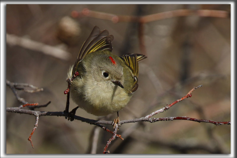 ROITELET  COURONNE RUBIS, mle   /   RUBY-CROWNED  KINGLET, male    _HP_3164