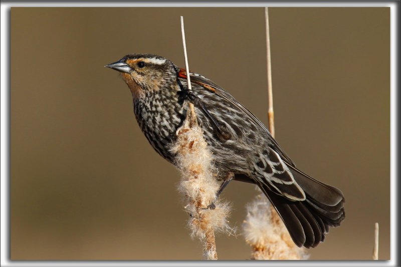 CAROUGE  PAULETTES, femelle  /    RED-WINGED BLACKBIRD, female      _HP_5976
