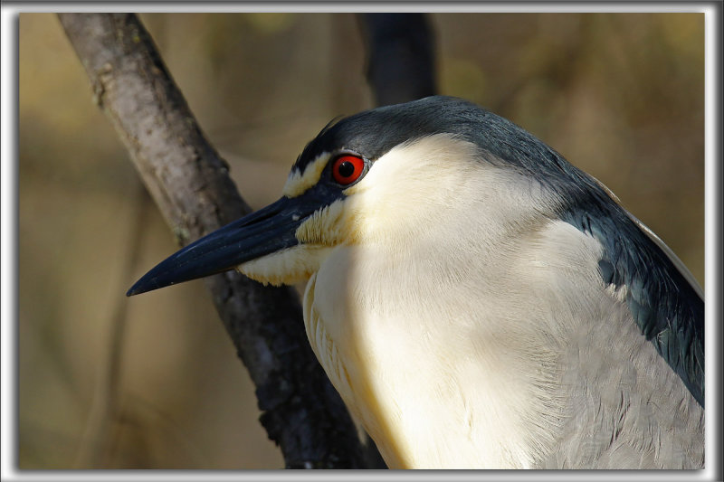 BIHOREAU GRIS, mle   /   BLACK-CROWNED NIGHT-HERON, male   _HP_6048