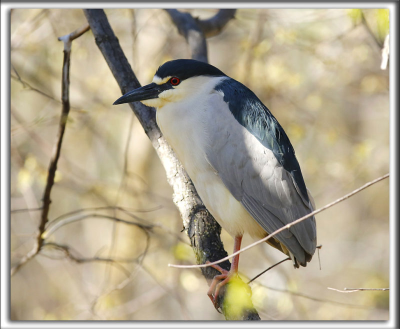 BIHOREAU GRIS, mle   /   BLACK-CROWNED NIGHT-HERON, male   _HP_6077