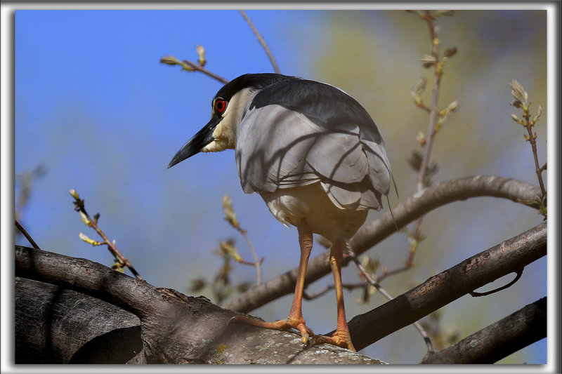 BIHOREAU GRIS, mle   /   BLACK-CROWNED NIGHT-HERON, male    _HP_6135