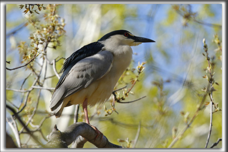 BIHOREAU GRIS, mle   /   BLACK-CROWNED NIGHT-HERON, male    _HP_6300