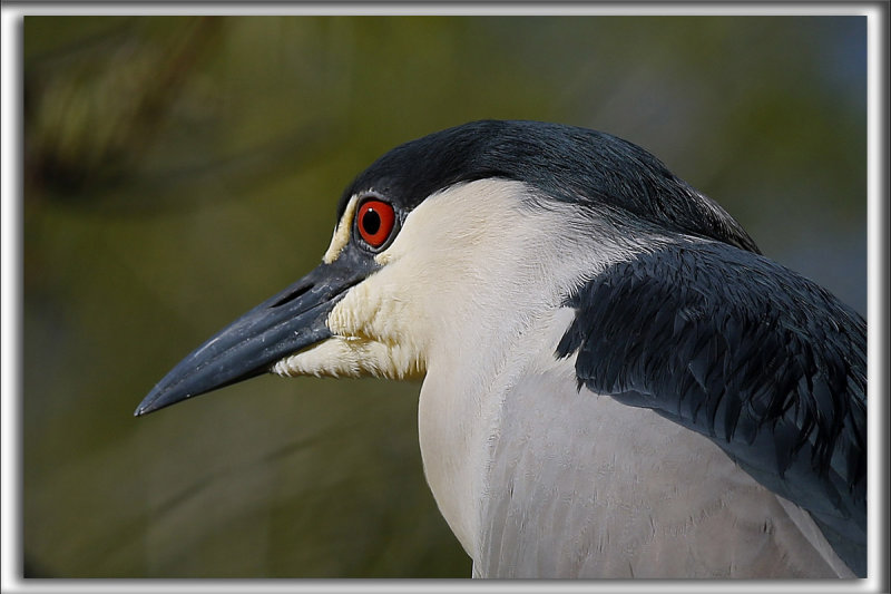 BIHOREAU GRIS, mle   /   BLACK-CROWNED NIGHT-HERON, male    _HP_6281