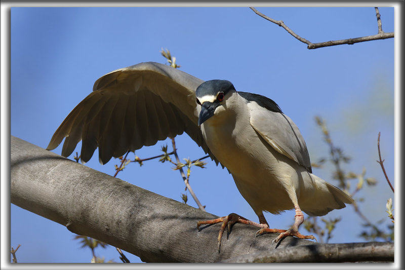 BIHOREAU GRIS, mle   /   BLACK-CROWNED NIGHT-HERON, male    _HP_6163