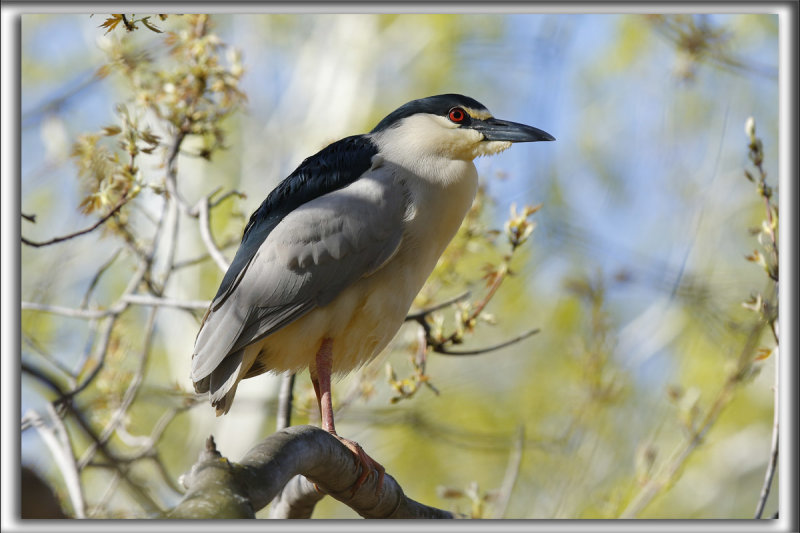 BIHOREAU GRIS, mle   /   BLACK-CROWNED NIGHT-HERON, male    _HP_6313