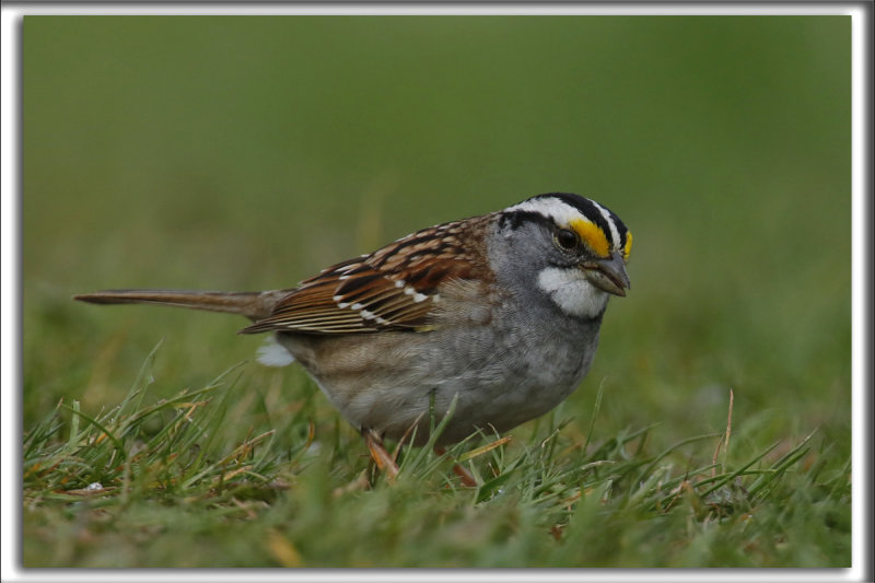 BRUANT  GORGE BLANCHE, mle   /  WHITE-THROATED SPARROW, male     _HP_6988