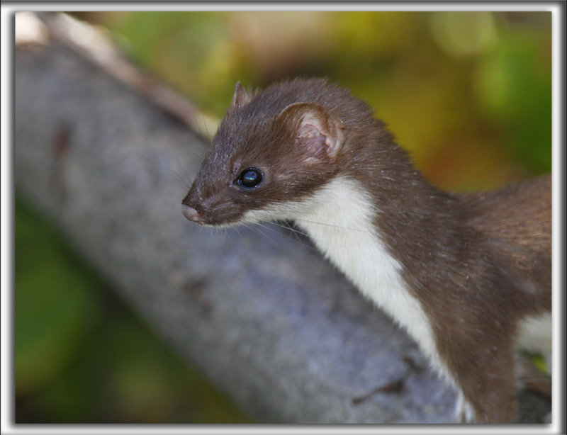 BELETTE PYGME    _MG_7596