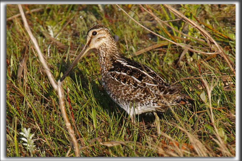 BCASSINE DE WILSON   /   WILSONS SNIPE    _HP_7074