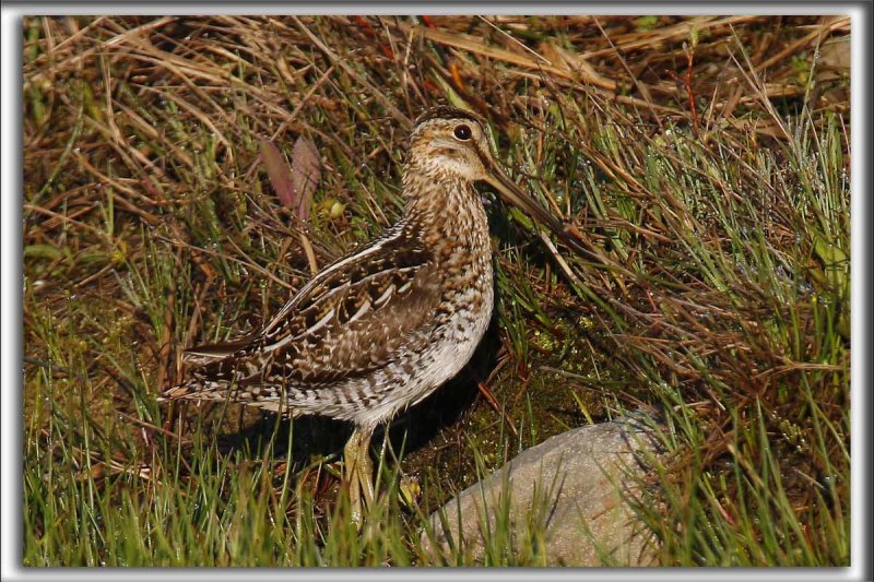 BCASSINE DE WILSON   /   WILSONS SNIPE    _HP_7123