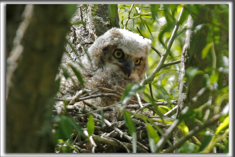 BB GRAND-DUC DAMRIQUE    /   BABY GREAT HORNED OWL    _HP_8752