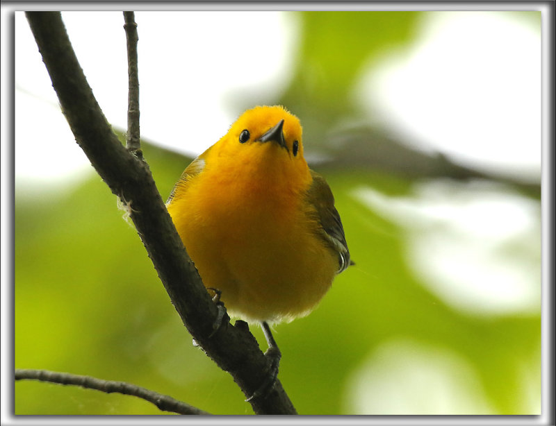 PARULINE ORANGE   /   PROTHONOTARY WARBLER    _HP_9732