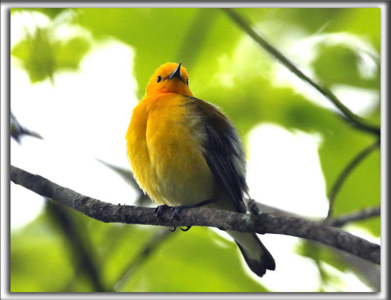 PARULINE ORANGE   /   PROTHONOTARY WARBLER    _HP_9697