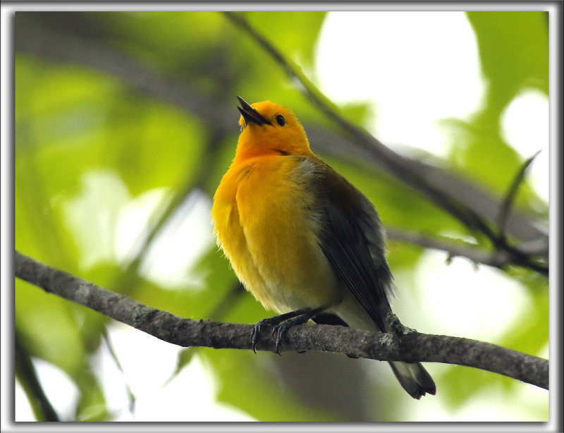 PARULINE ORANGE   /   PROTHONOTARY WARBLER    _HP_9671