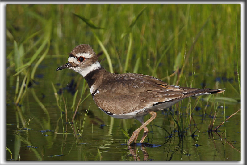 PLUVIER KILDIR  /  KILLDEER PLOVER    _HP_0308